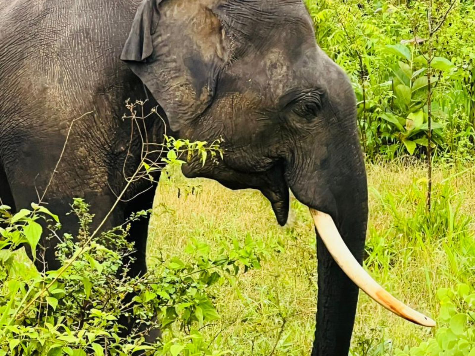 Kaudulla Safari