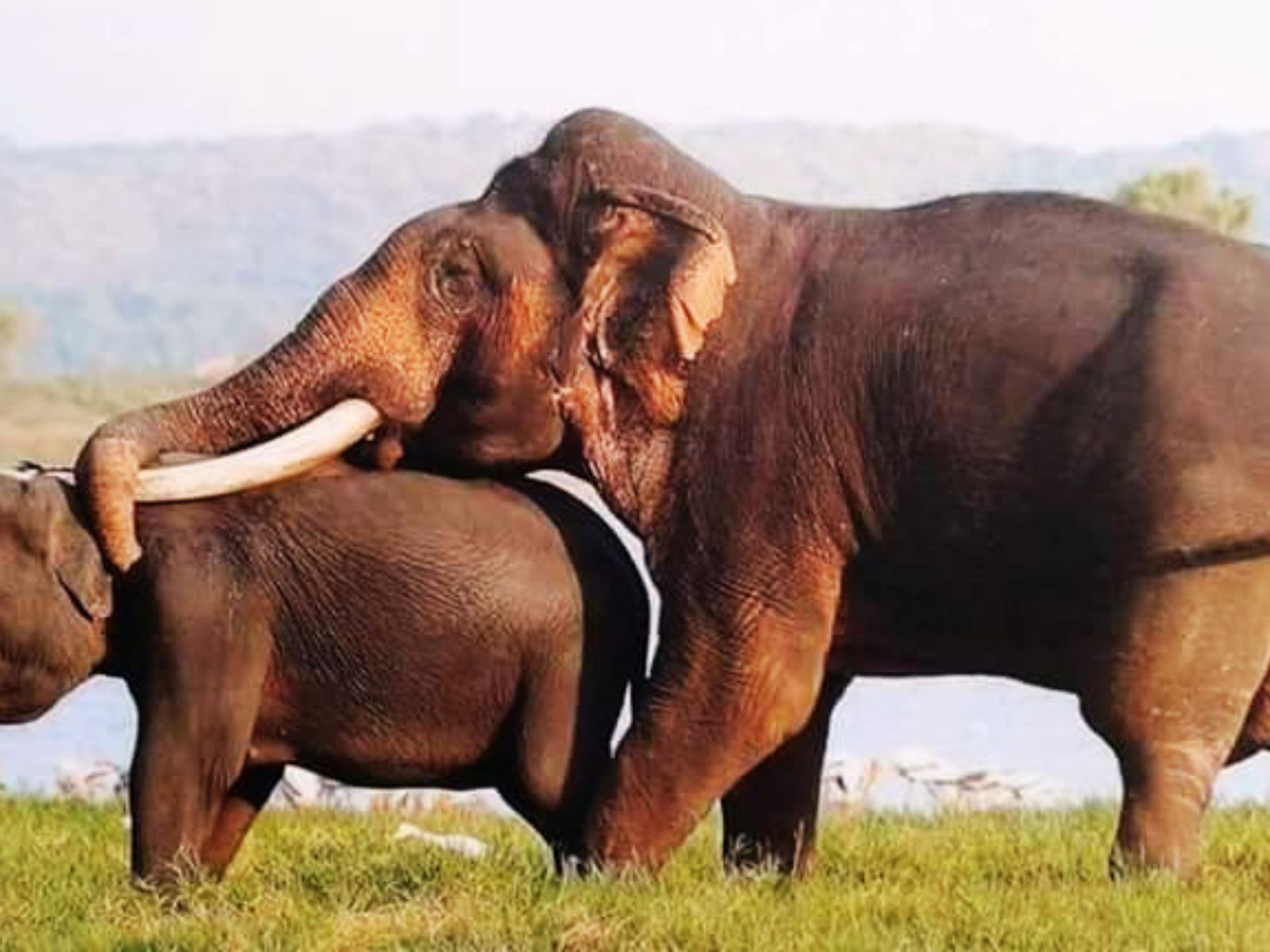 Minneriya Safari
