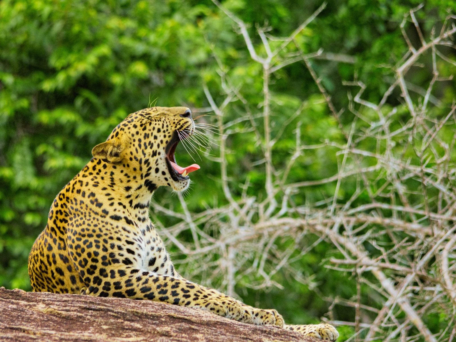 Wilpattu Safari