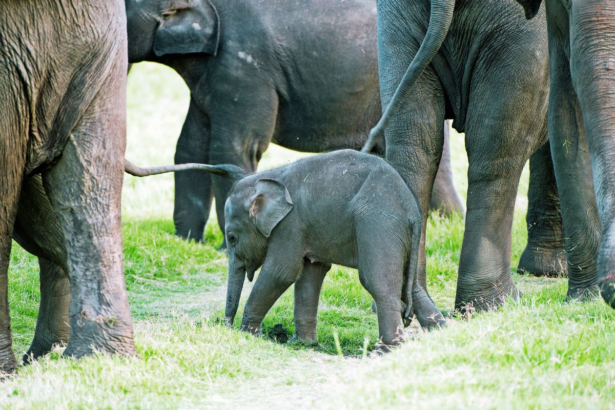 Minneriya National Park