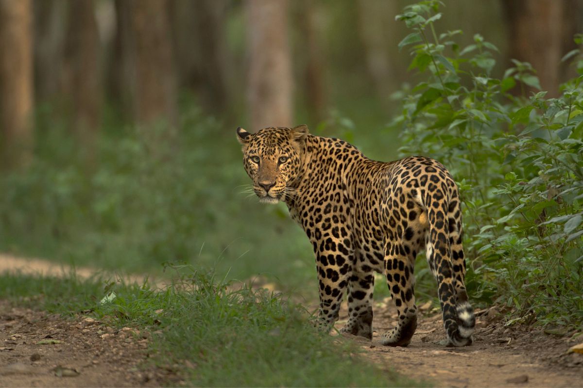 Wilpattu National Park