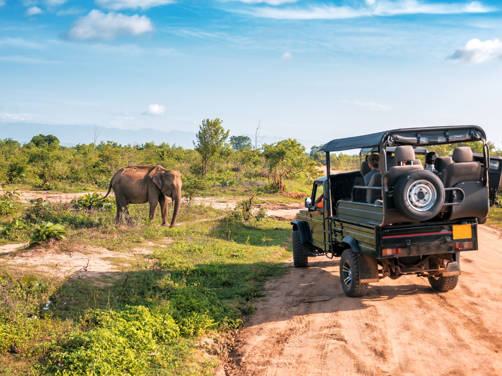 Safari Tours