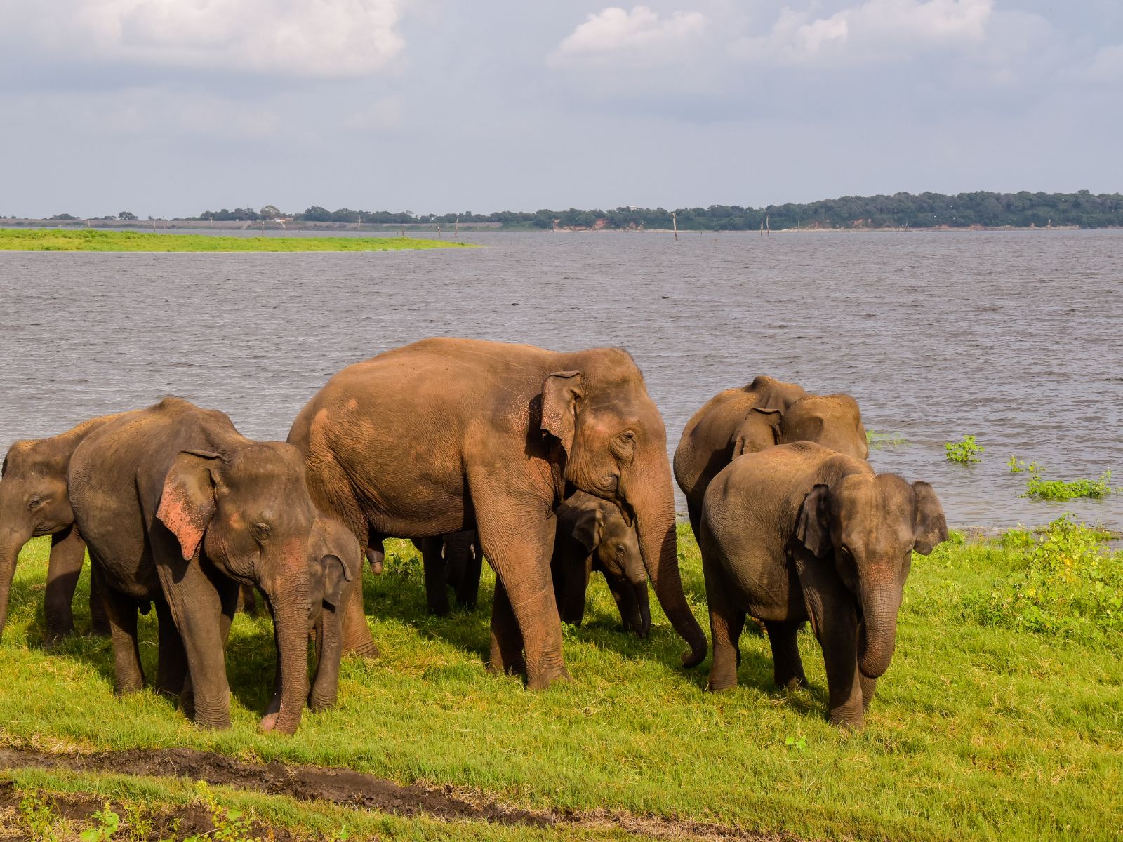 Elephant Safari