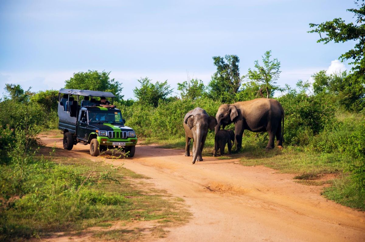 Udawalawe Safari