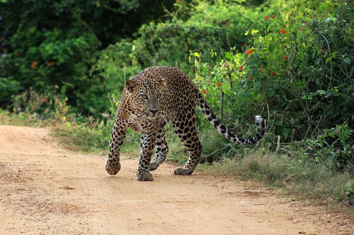 Yala Safari