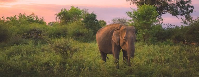 Sri Lanka Wildlife