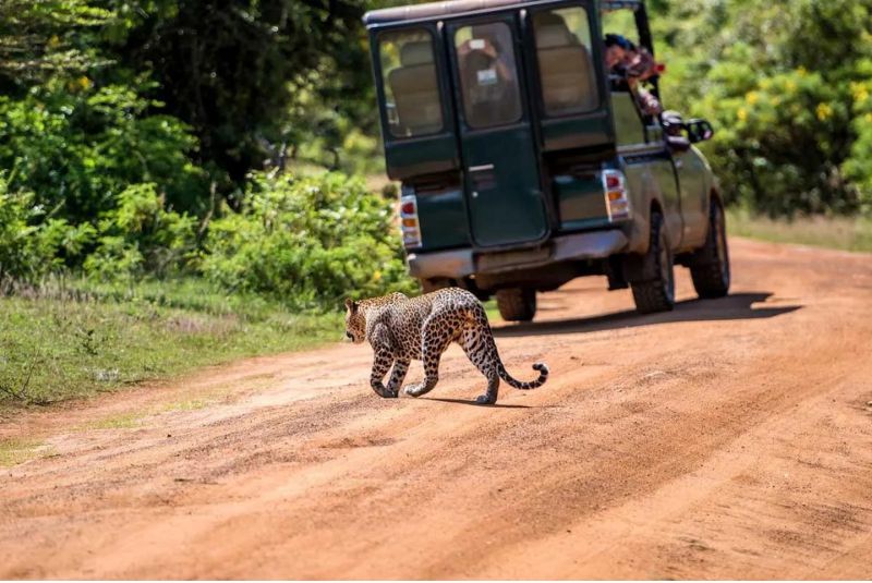 Wildlife and Safari